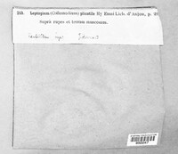Leptogium plicatile image